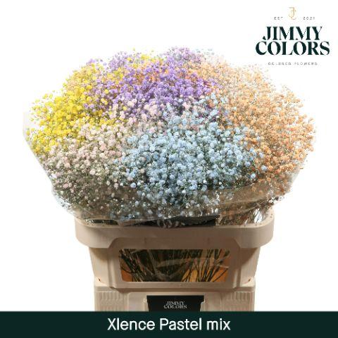 Срезанные цветы оптом Gyps large paint mix pastel от 50шт из Голландии с доставкой по России