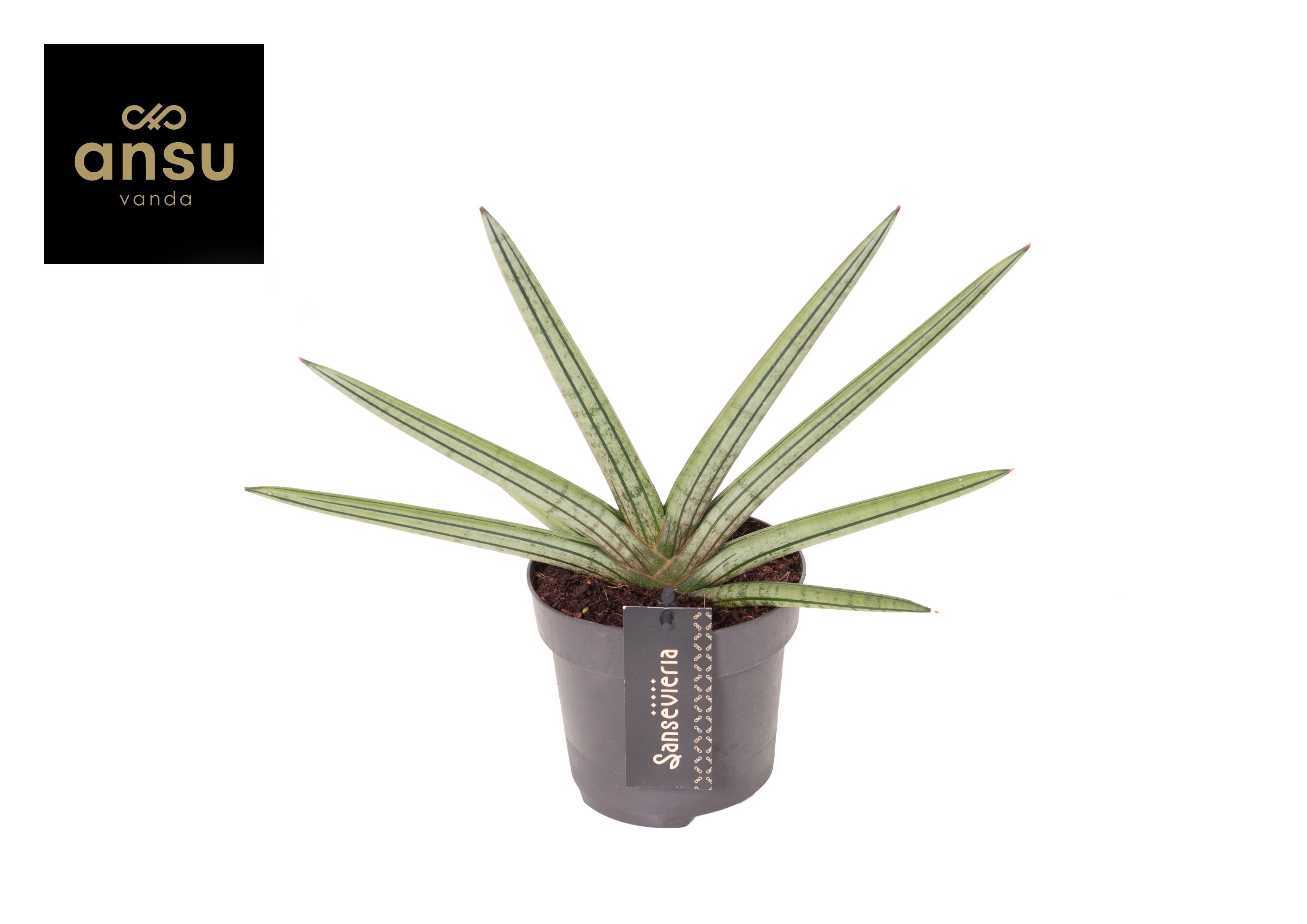 Горшечные цветы и растения оптом Sansevieria Tiara Stripes от 6шт из Голландии с доставкой по России