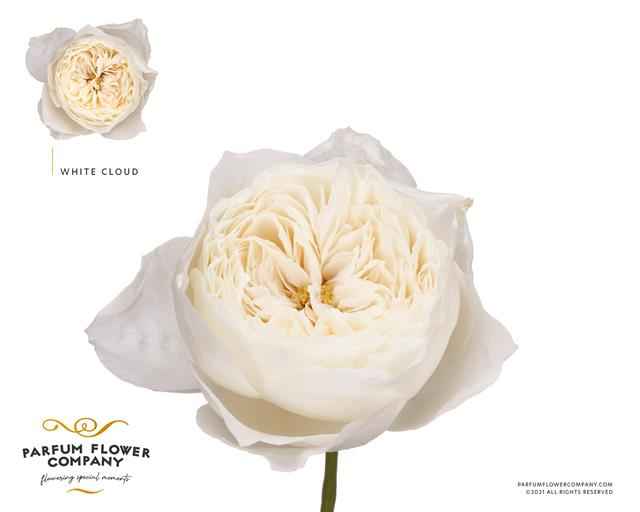 Срезанные цветы оптом Rosa la garden white cloud от 24шт из Голландии с доставкой по России