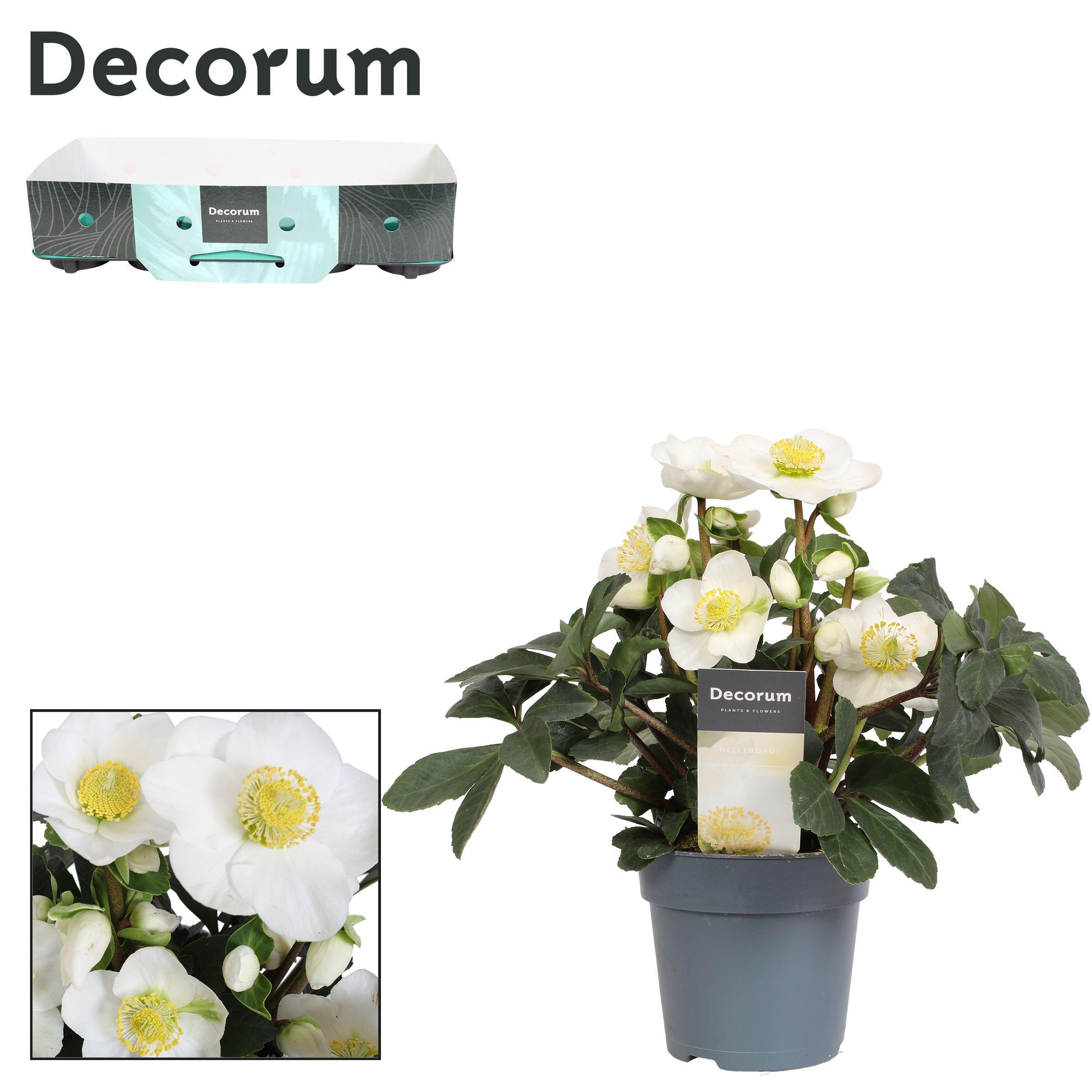 Горшечные цветы и растения оптом Helleborus N. Christmas Carol 12cm Decorum Showbox от 10шт из Голландии с доставкой по России