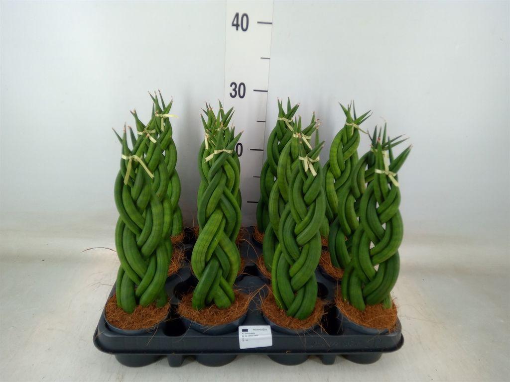 Горшечные цветы и растения оптом Sansevieria Cyl.  ... от 12шт (для телеги) из Голландии с доставкой по России