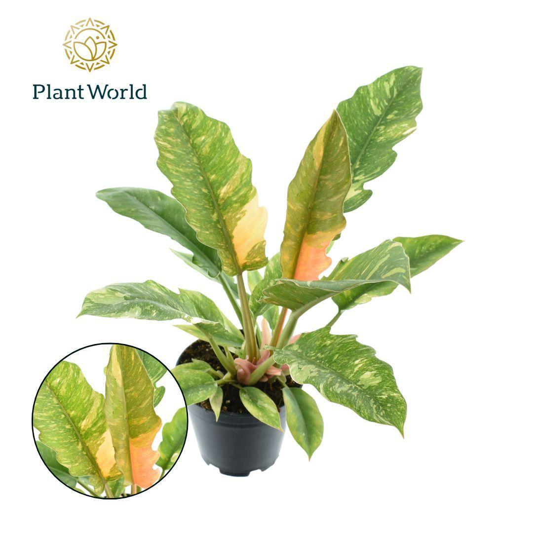 Горшечные цветы и растения оптом Philodendron Narrow Ring Of Fire от 7шт из Голландии с доставкой по России