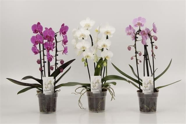 Горшечные цветы и растения оптом Phalaenopsis Elegant Cascade от 10шт из Голландии с доставкой по России