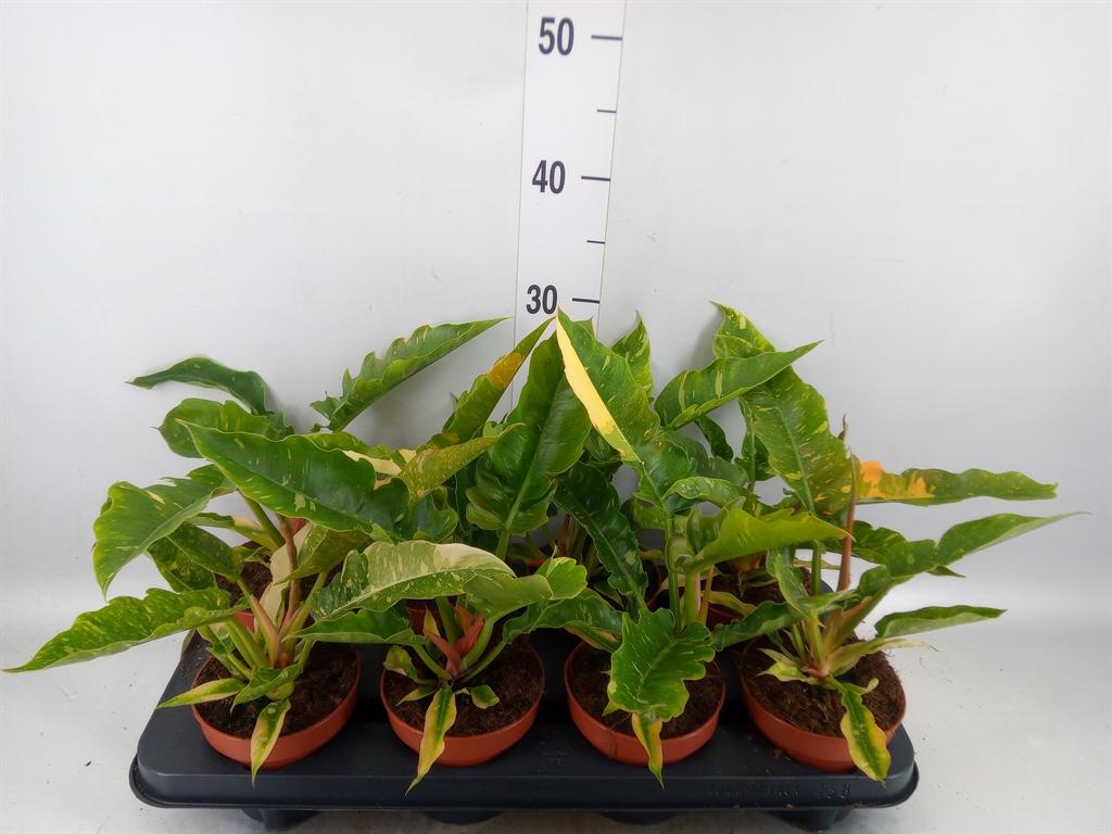 Горшечные цветы и растения оптом Philodendron Ring Of Fire от 8шт из Голландии с доставкой по России