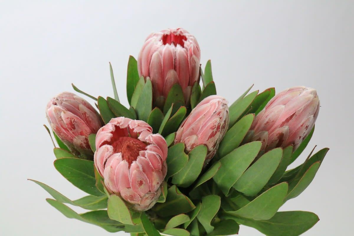 Срезанные цветы оптом Protea carnival от 5шт из Голландии с доставкой по России