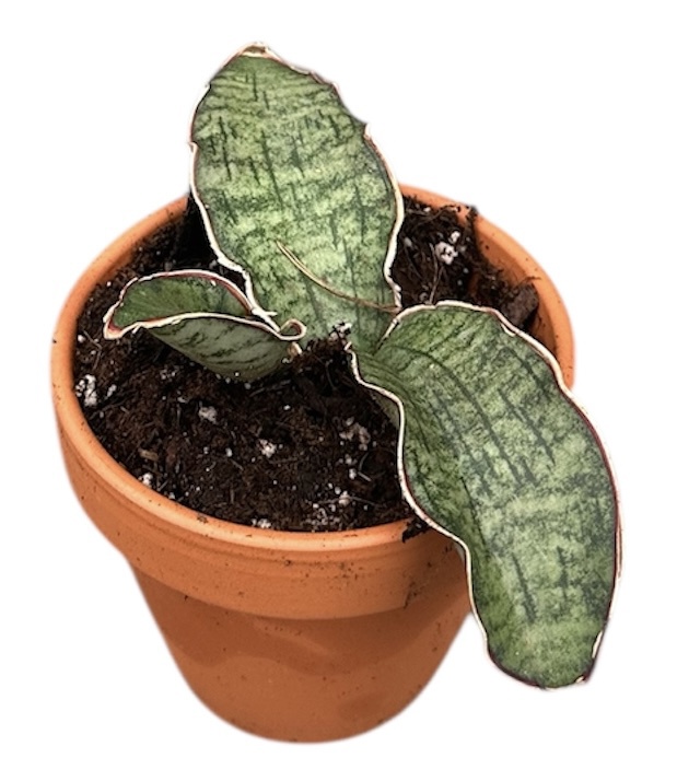 Горшечные цветы и растения оптом Sansevieria Kirkii Silver Blue от 1шт (для телеги) из Голландии с доставкой по России