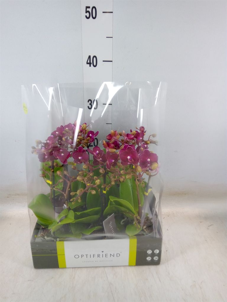 Горшечные цветы и растения оптом Phalaenopsis Multi.   ...red от 8шт (для телеги) из Голландии с доставкой по России