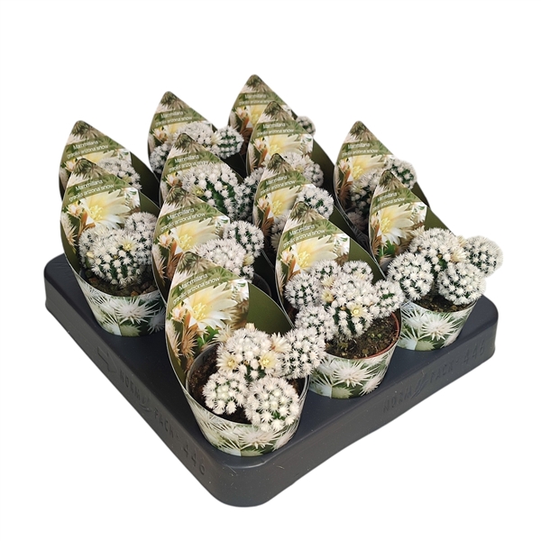 Горшечные цветы и растения оптом Mammillaria Gracilis Arizona Snow Potcover от 12шт из Голландии с доставкой по России