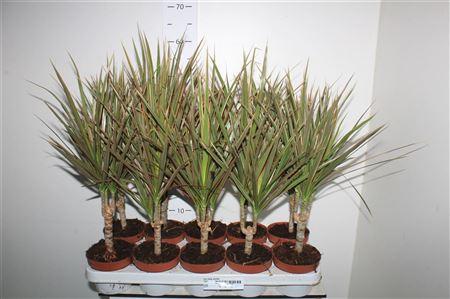 Горшечные цветы и растения оптом Dra Marg Bicolor от 10шт из Голландии с доставкой по России