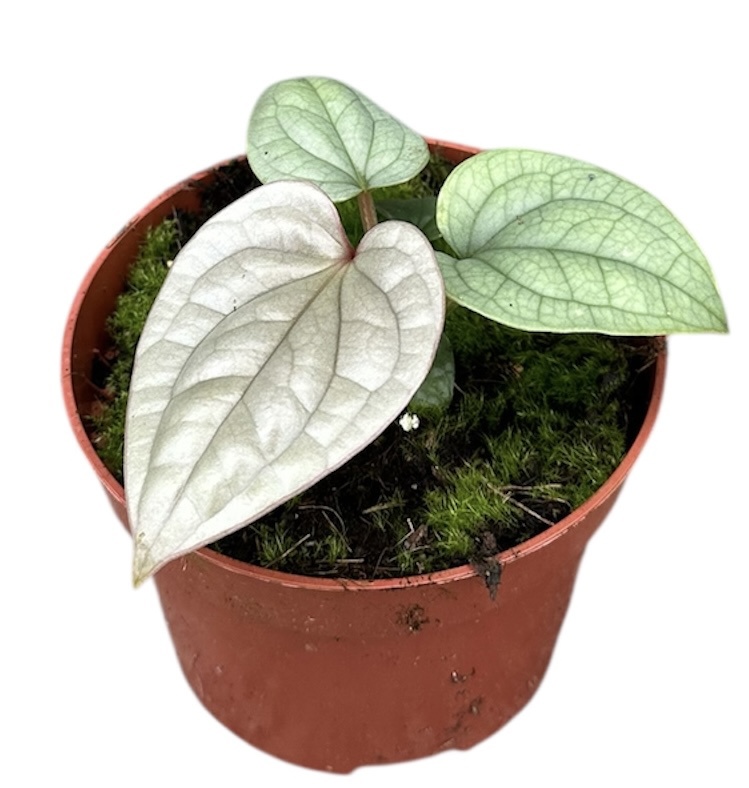 Горшечные цветы и растения оптом Anthurium Luxurians от 1шт из Голландии с доставкой по России