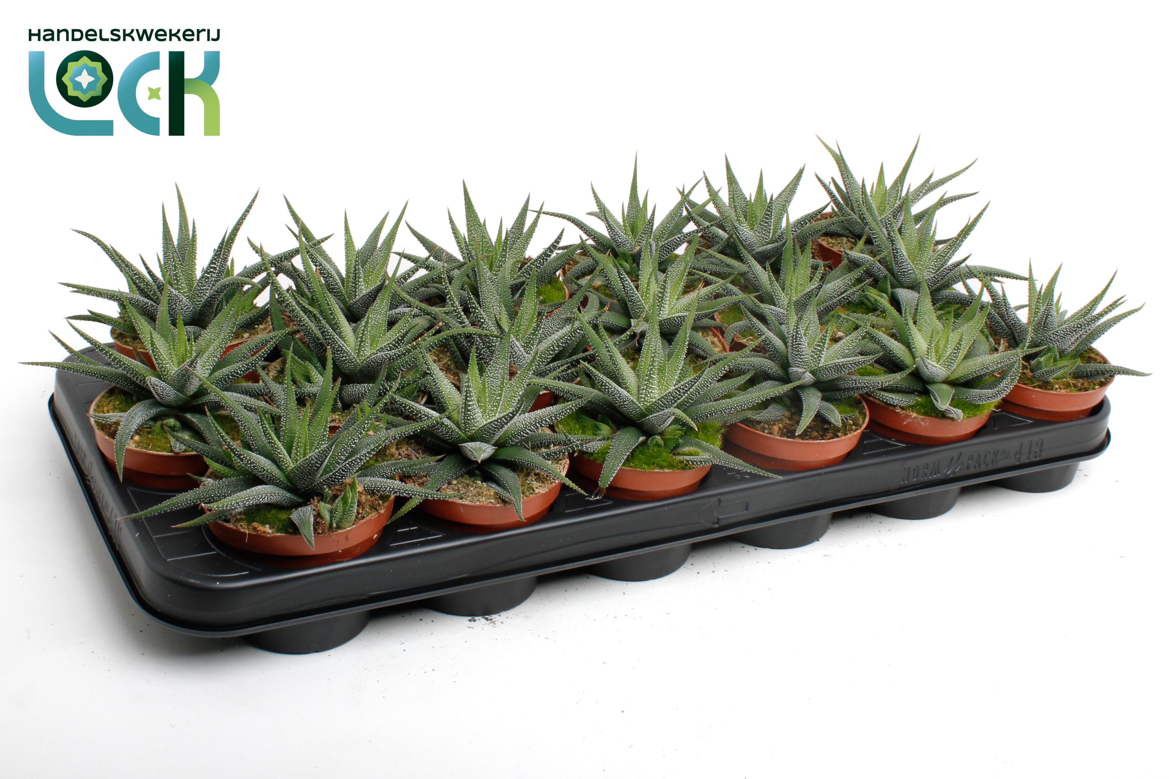 Горшечные цветы и растения оптом Haworthia Concolor от 12шт (для телеги) из Голландии с доставкой по России