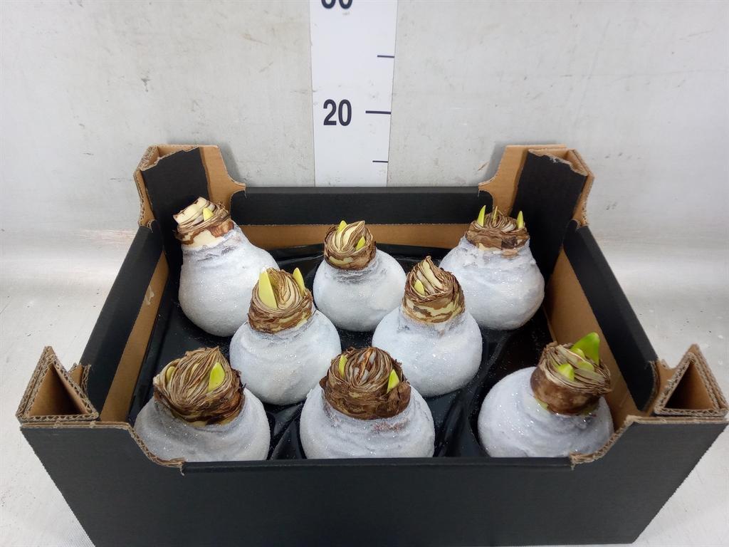 Горшечные цветы и растения оптом Hippeastrum   ...waxed H% от 8шт'' из Голландии с доставкой по России