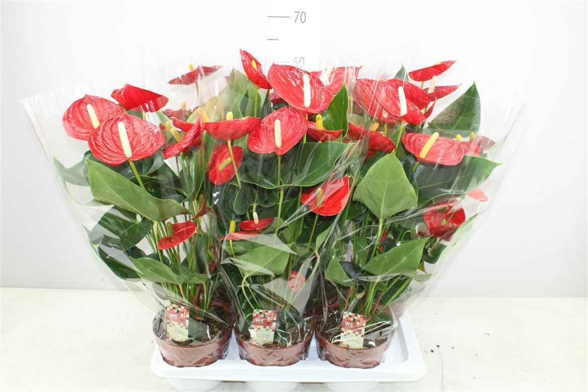 Горшечные цветы и растения оптом Anth An Tremendo от 6шт из Голландии с доставкой по России
