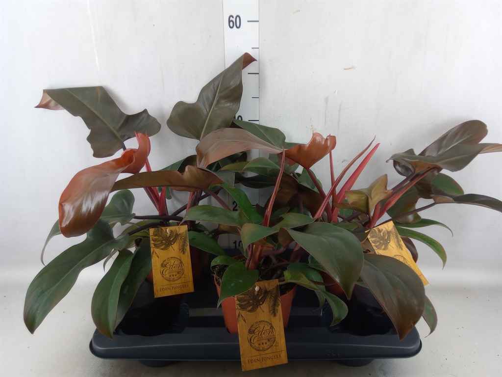 Горшечные цветы и растения оптом Philodendron   ... от 3шт из Голландии с доставкой по России