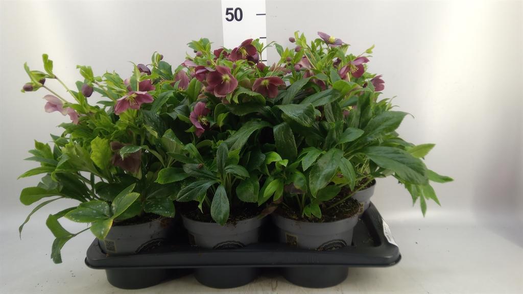 Горшечные цветы и растения оптом Helleborus viv Victoria от 6шт из Голландии с доставкой по России