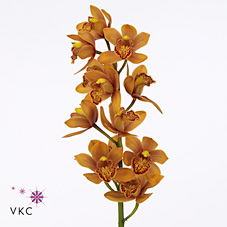 Срезанные цветы оптом Minicymbidium brown enzan forest majolica от 8шт из Голландии с доставкой по России