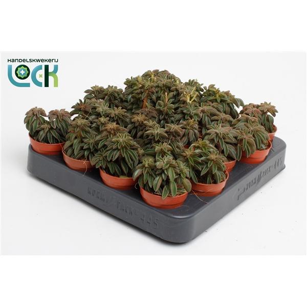 Горшечные цветы и растения оптом Peperomia Silver Spark Tanz от 20шт (для телеги) из Голландии с доставкой по России Горшечные цветы и растения оптом Peperomia Silver Spark Tanz от 20шт (для телеги) из Голландии с доставкой по России