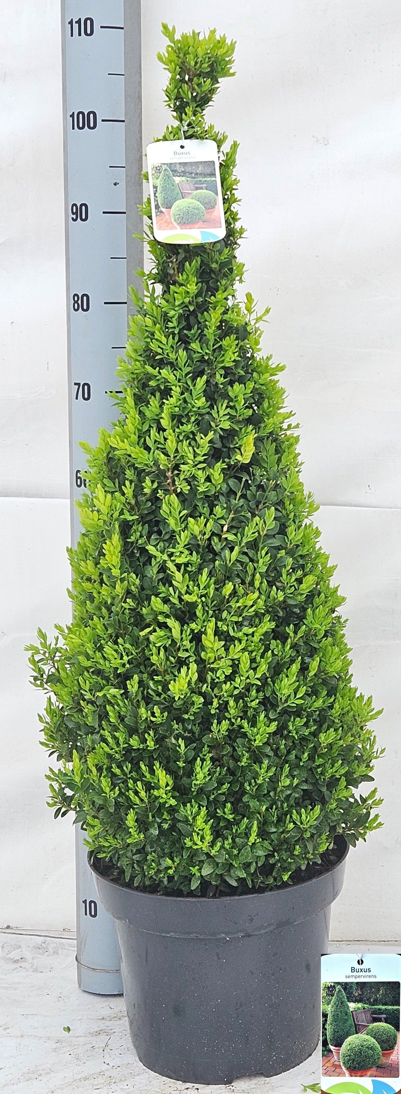 Горшечные цветы и растения оптом Buxu Se Pyramidalis от 1шт из Голландии с доставкой по России