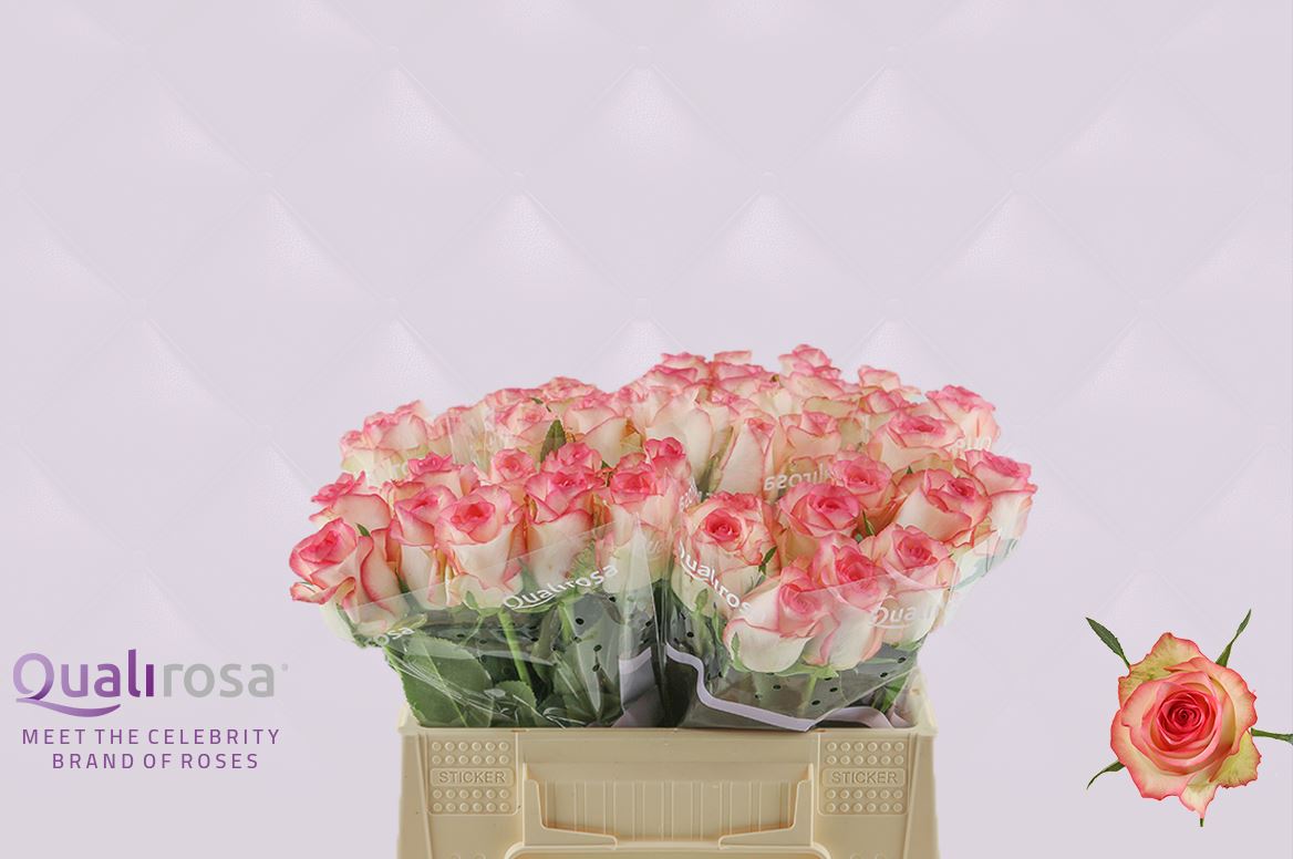 Срезанные цветы оптом Rosa large jumilia от 40шт из Голландии с доставкой по России