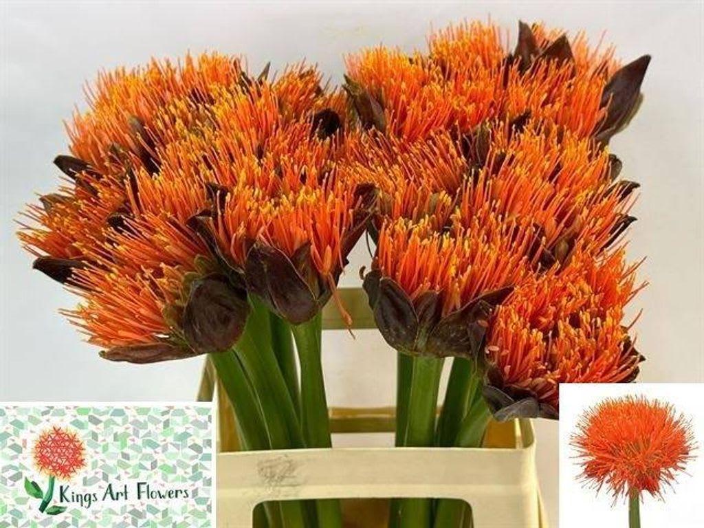 Срезанные цветы оптом Scadoxus king of orange от 20шт из Голландии с доставкой по России