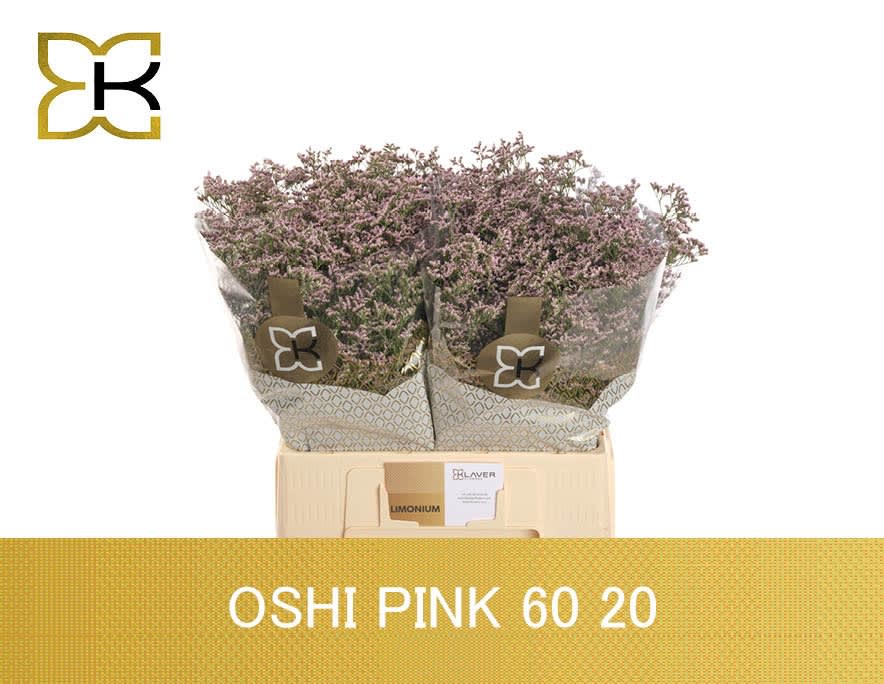 Срезанные цветы оптом Limonium safora oshi pink от 100шт из Голландии с доставкой по России