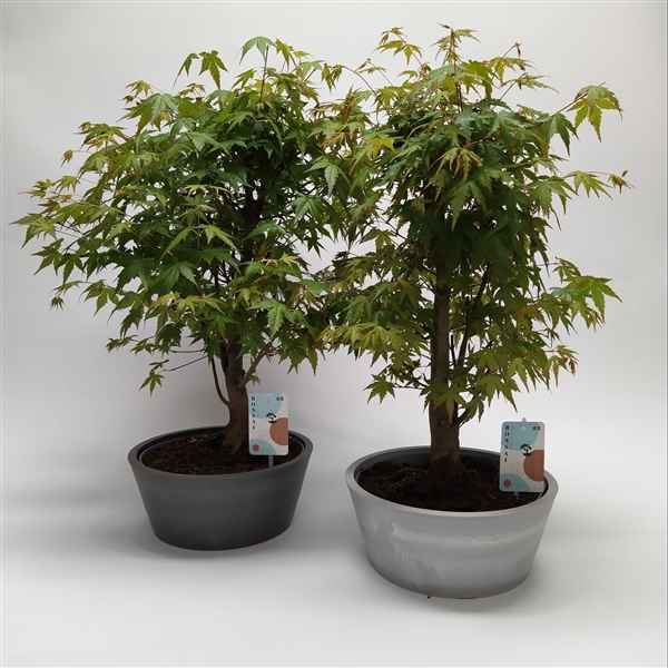 Горшечные цветы и растения оптом Bonsai Acer Palmatum от 2шт из Голландии с доставкой по России