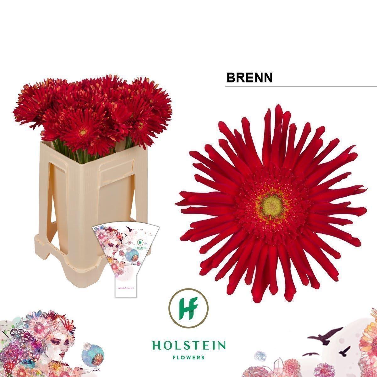 Срезанные цветы оптом Gerbera gerpasta brenn от 40шт из Голландии с доставкой по России