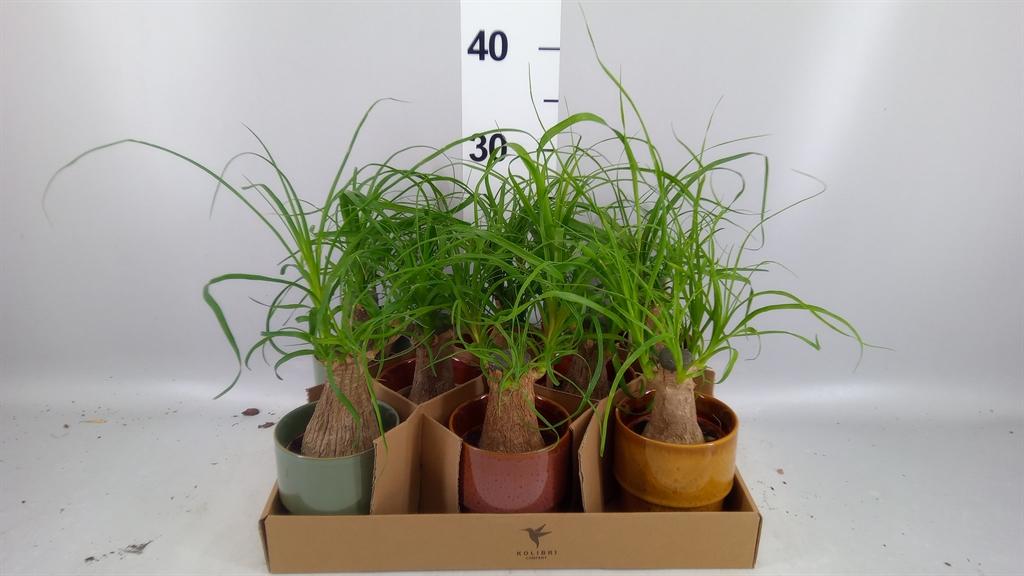 Горшечные цветы и растения оптом Beaucarnea Recurvata от 8шт (для телеги) из Голландии с доставкой по России