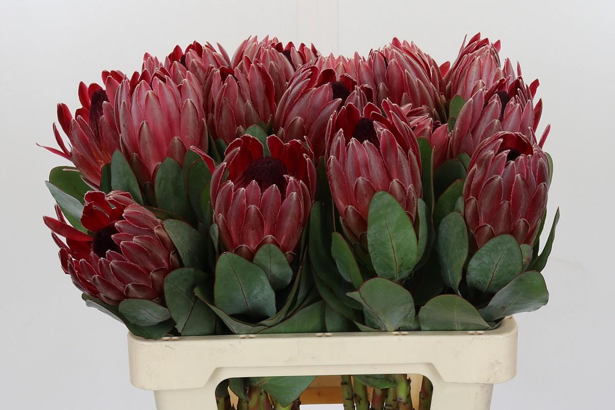 Срезанные цветы оптом Protea sharon от 20шт из Голландии с доставкой по России