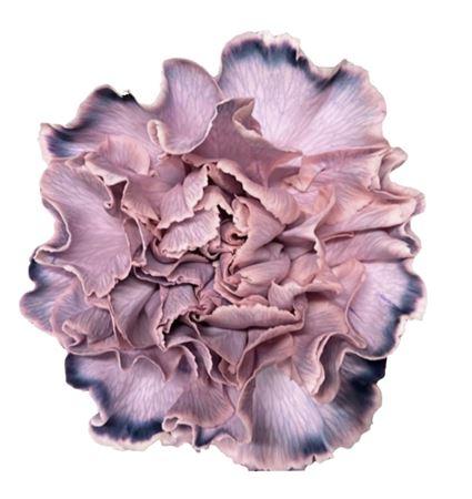 Срезанные цветы оптом Dianthus st paint molly rosa nero от 80шт из Голландии с доставкой по России