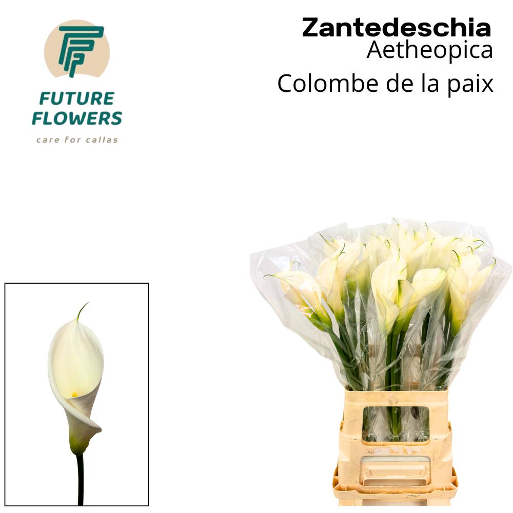 Срезанные цветы оптом Zantedeschia ae colombe de la paix от 30шт из Голландии с доставкой по России