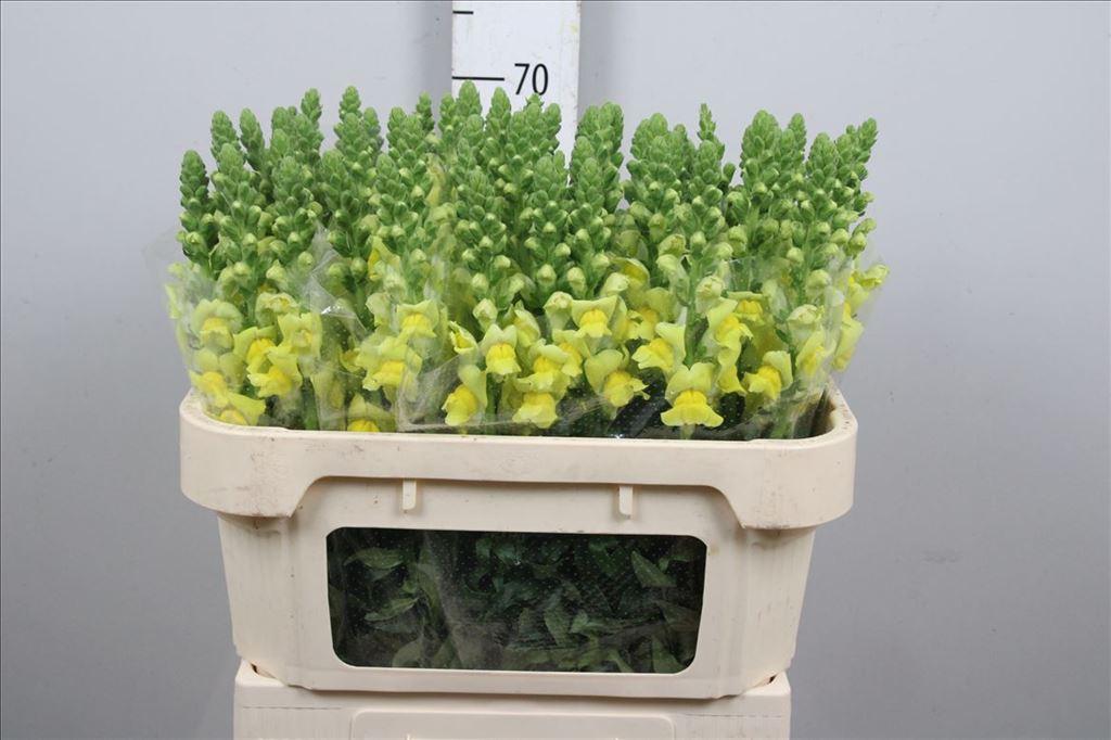 Срезанные цветы оптом Antirrhinum legend yellow от 60шт из Голландии с доставкой по России