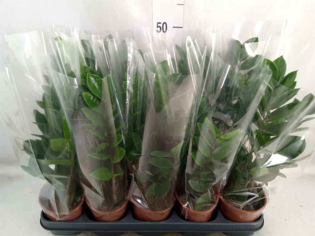 Горшечные цветы и растения оптом Zamioculcas Zamiifolia от 10шт из Голландии с доставкой по России