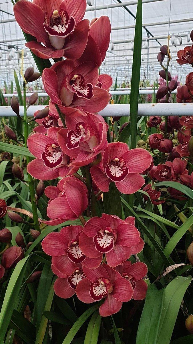 Срезанные цветы оптом Cymbidium red blazing marone от 6шт из Голландии с доставкой по России