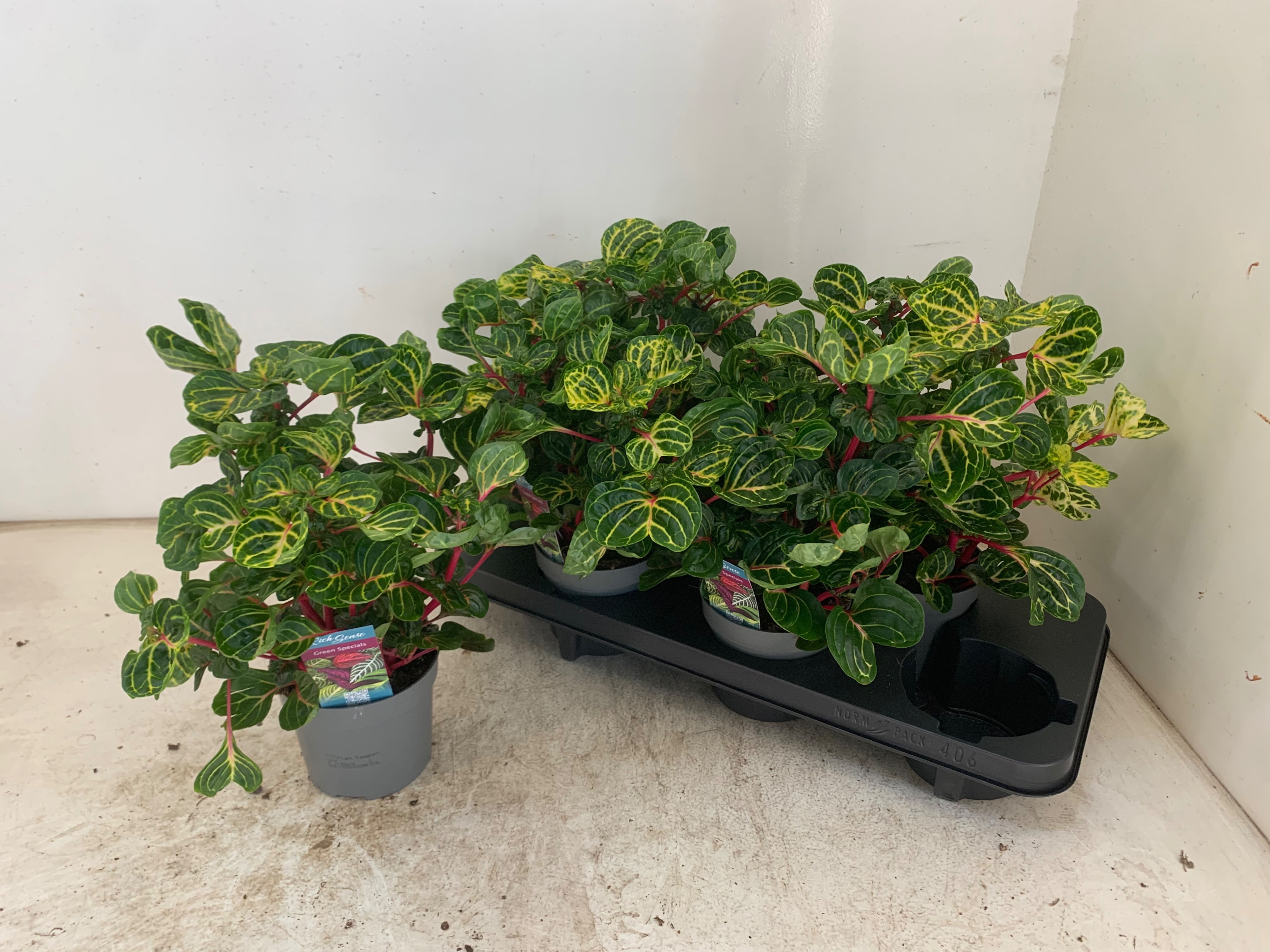 Горшечные цветы и растения оптом Iresine R Funnygold от 6шт из Голландии с доставкой по России