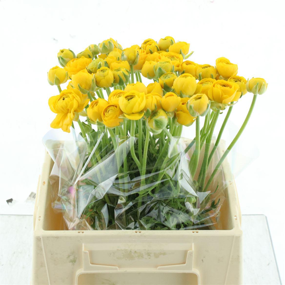 Срезанные цветы оптом Ranunculus aazur yellow от 60шт из Голландии с доставкой по России