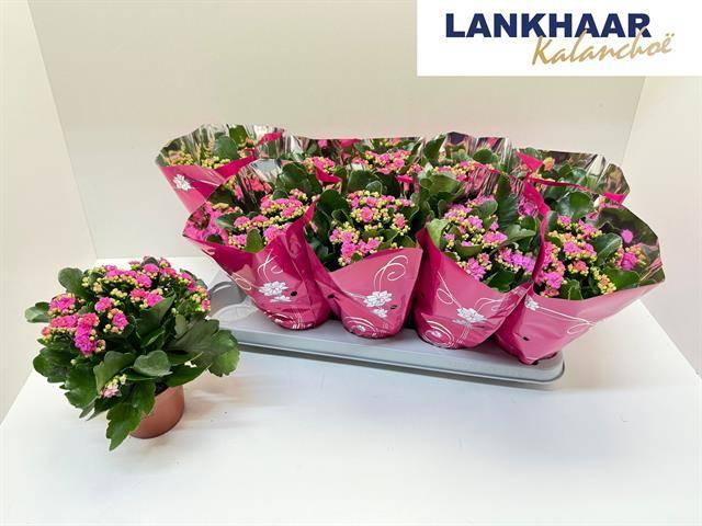 Горшечные цветы и растения оптом Kal Ge Perfecta Purp от 10шт из Голландии с доставкой по России