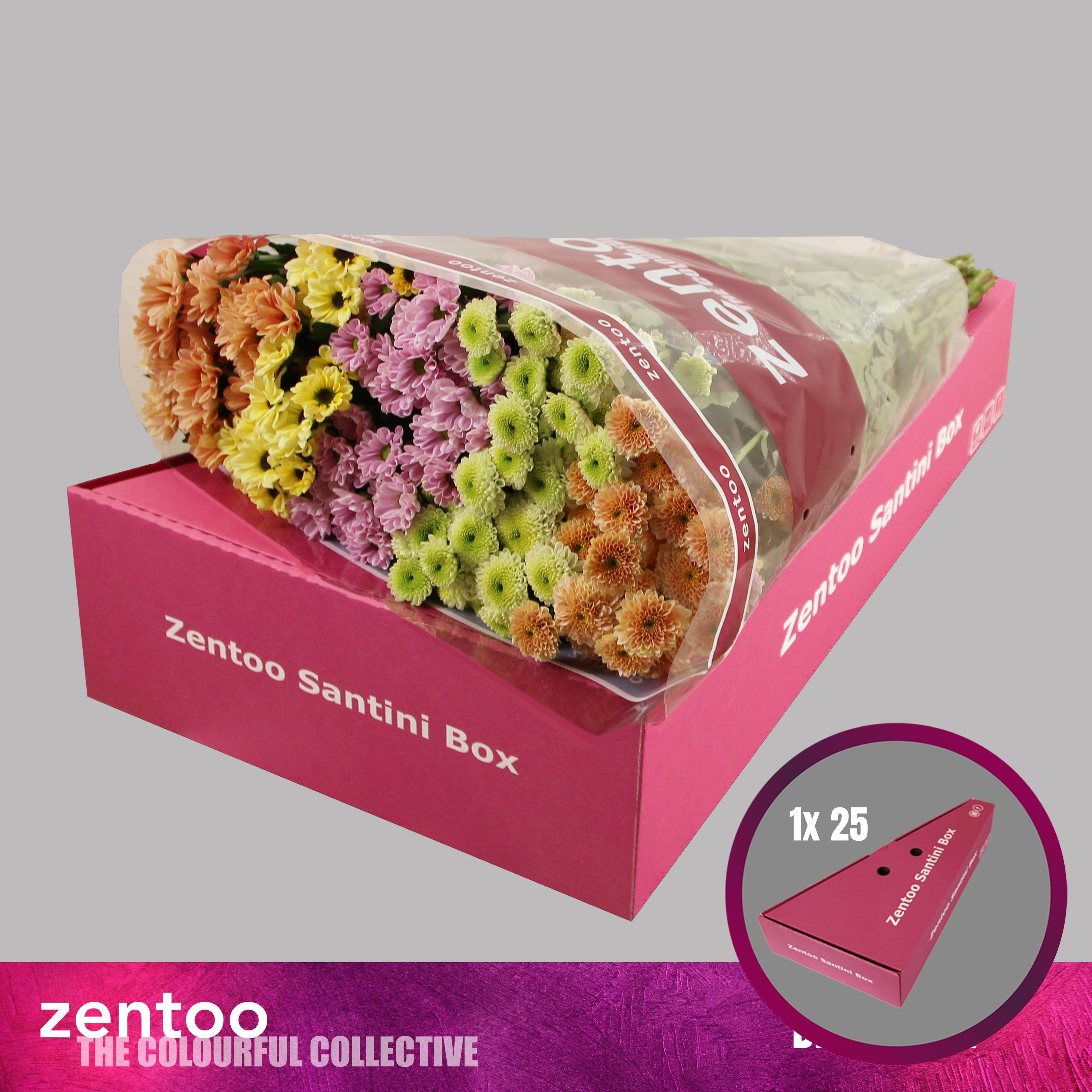 Срезанные цветы оптом Chrys sa mix blush от 25шт из Голландии с доставкой по России