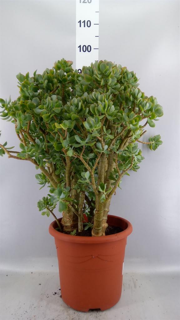 Горшечные цветы и растения оптом Crassula Arborescens от 1шт из Голландии с доставкой по России