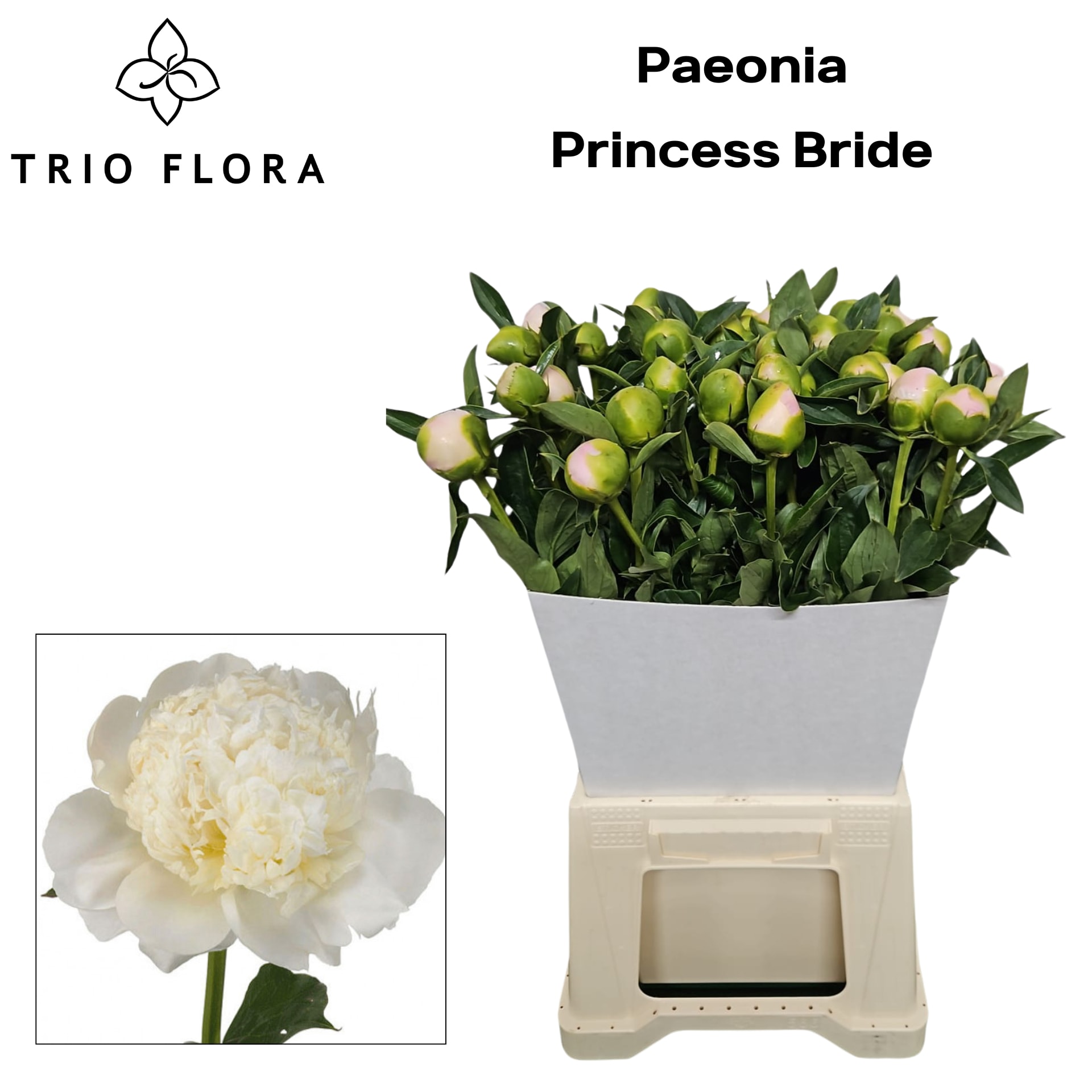 Срезанные цветы оптом Paeonia princess bride от 40шт из Голландии с доставкой по России