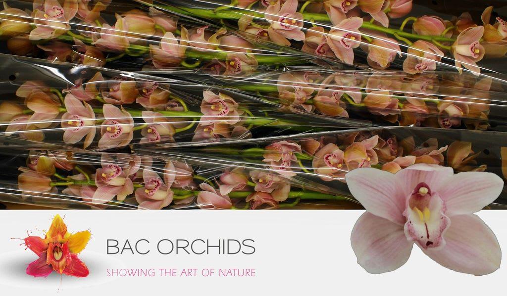 Срезанные цветы оптом Cymbidium pink california delmonte от 6шт.... из Голландии с доставкой по России