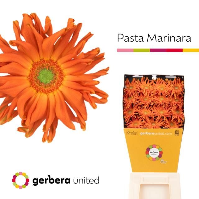 Срезанные цветы оптом Gerbera pasta marinara от 45шт из Голландии с доставкой по России