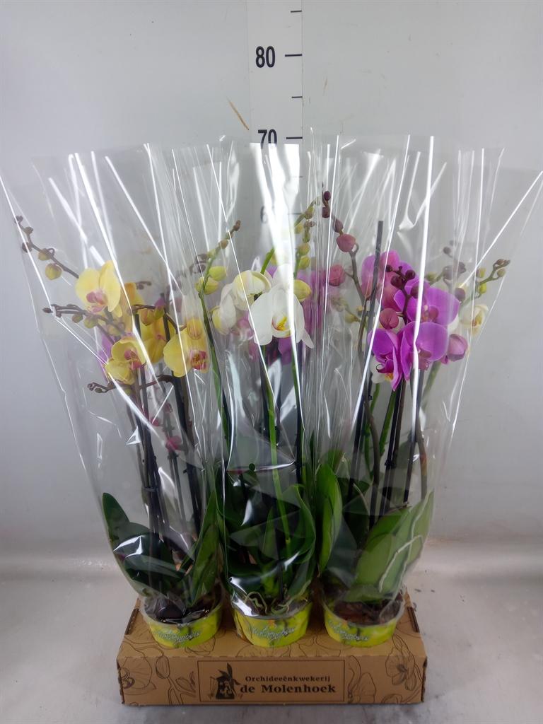 Горшечные цветы и растения оптом Phalaenopsis   ...mix  4 от 6шт из Голландии с доставкой по России