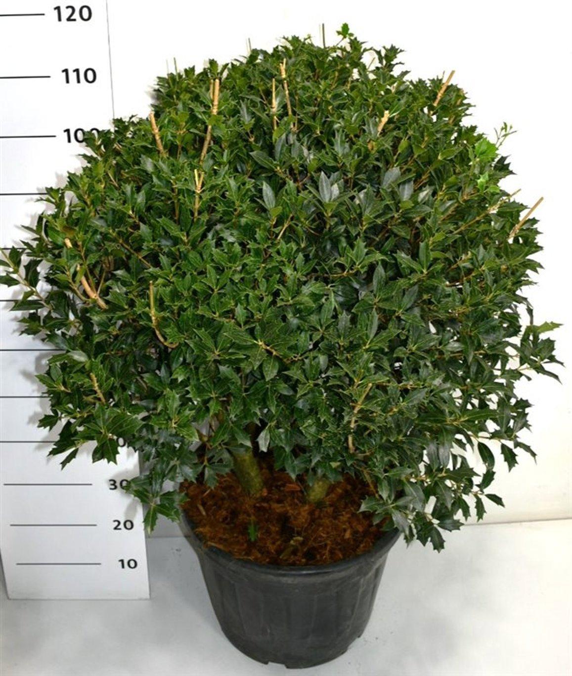 Горшечные цветы и растения оптом Osmanthus Heterophyllus от 1шт из Голландии с доставкой по России