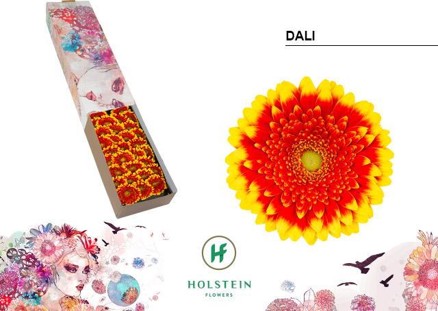 Срезанные цветы оптом Germini dali от 60шт из Голландии с доставкой по России