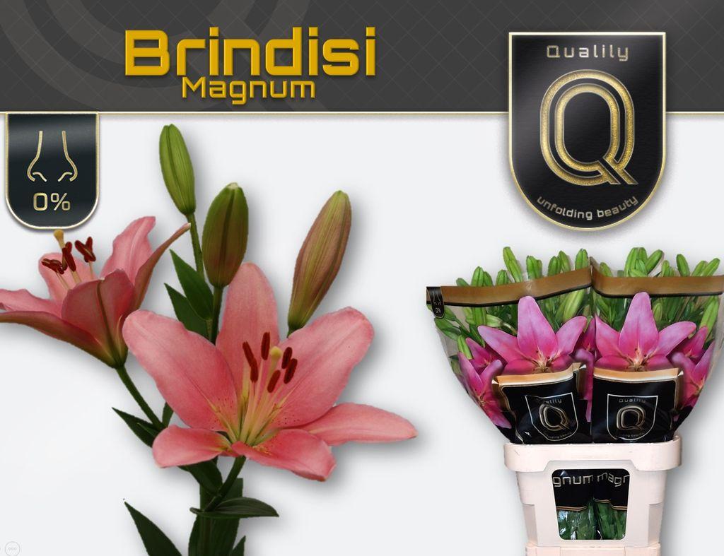 Срезанные цветы оптом Lilium la brindisi magnum от 50шт из Голландии с доставкой по России