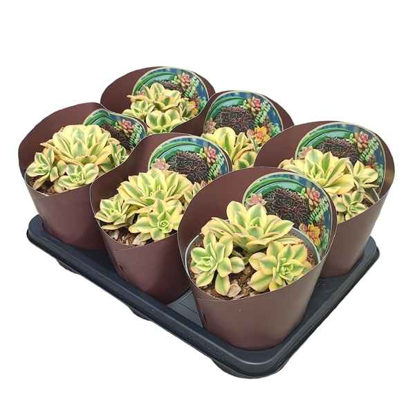 Горшечные цветы и растения оптом Aeonium Decorum Tricolor Floresens Potcover от 6шт из Голландии с доставкой по России