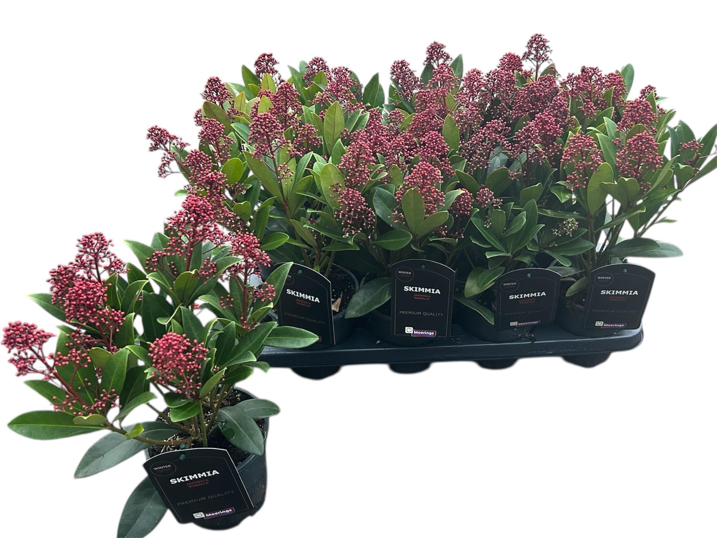 Горшечные цветы и растения оптом Skim J Rubella от 8шт из Голландии с доставкой по России