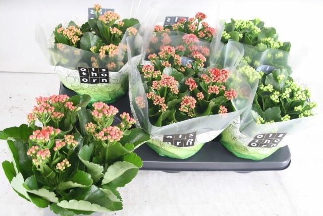 Горшечные цветы и растения оптом Kal Ge Gem 4 Kl от 6шт из Голландии с доставкой по России