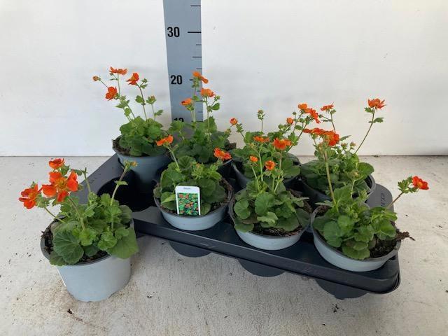 Горшечные цветы и растения оптом Geum Co Borisii от 8шт из Голландии с доставкой по России